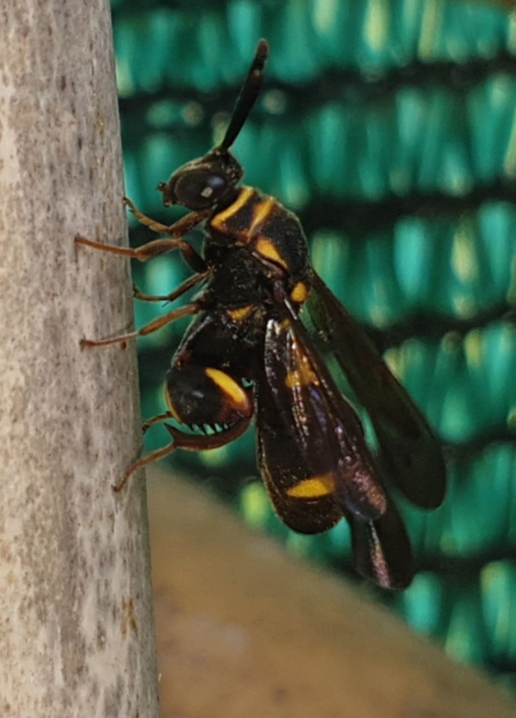 Leucospidae che attenzionano un nido di Isodontia mexicana